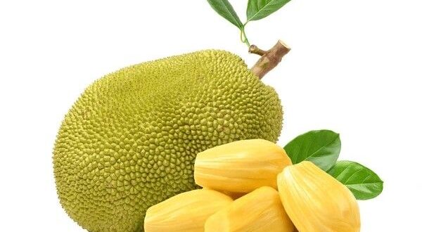 jackfruit