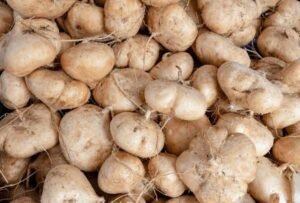 jicama