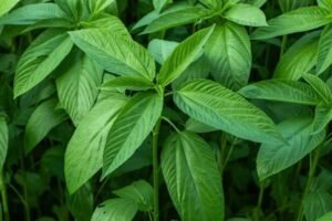 jute leaves