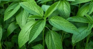 jute leaves