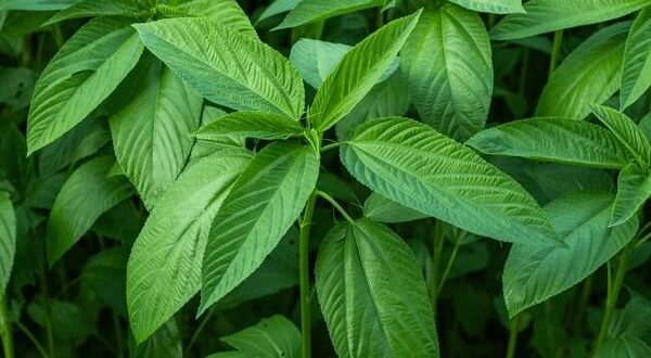 jute leaves