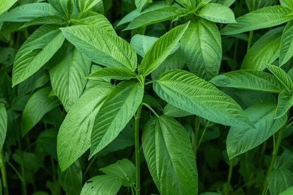 jute leaves