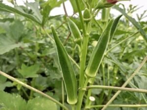 ladyfingers