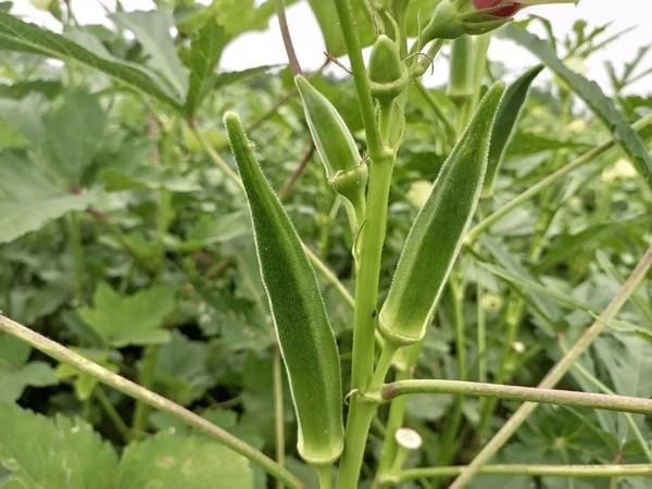 ladyfingers