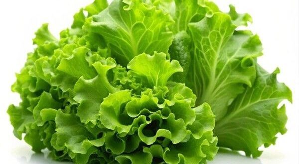 lettuce