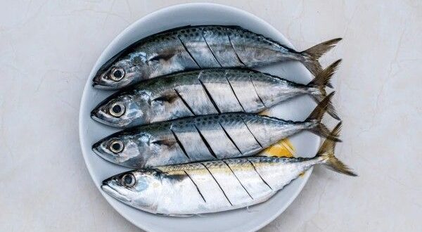 mackerel