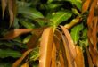 mango leaves