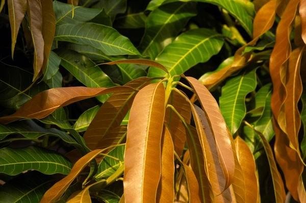 mango leaves