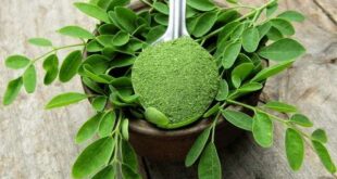 moringa powder