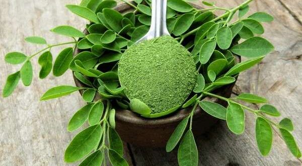 moringa powder