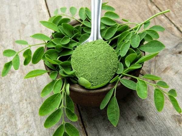 moringa powder
