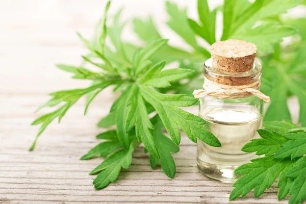 mugwort
