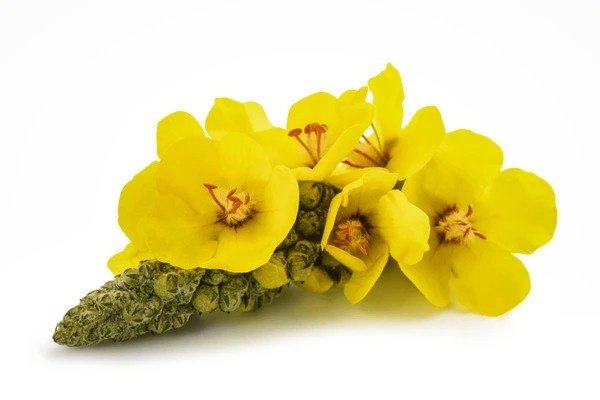 mullein