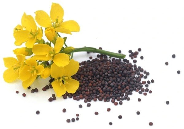 mustard