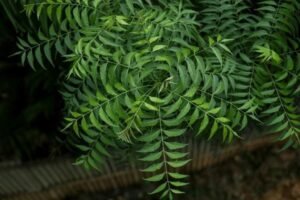 neem