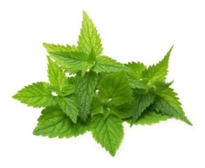 nettle leaf
