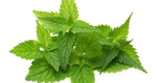 nettle leaf