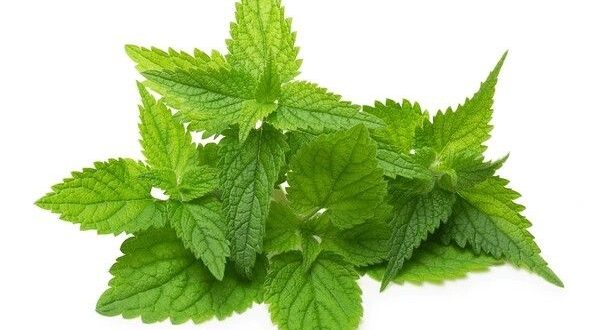 nettle leaf