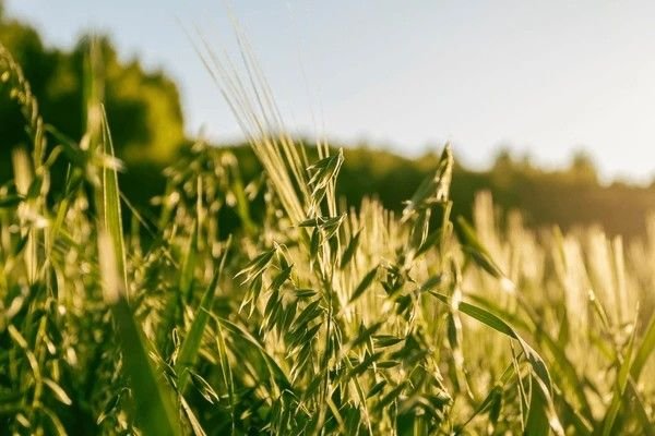 oats