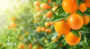 orange fruits