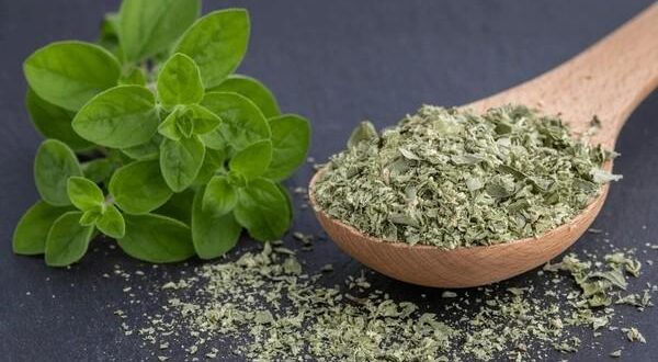 oregano