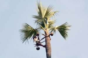 palm wine