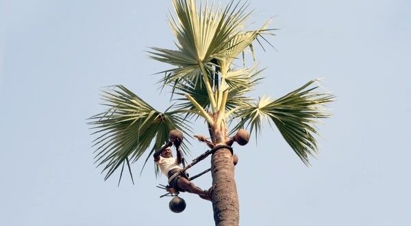 palm wine