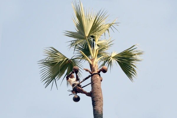 palm wine