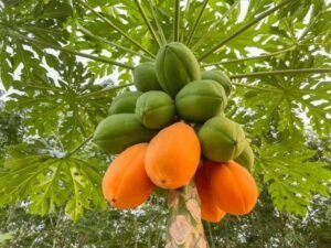 papaya fruit