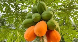 papaya fruit