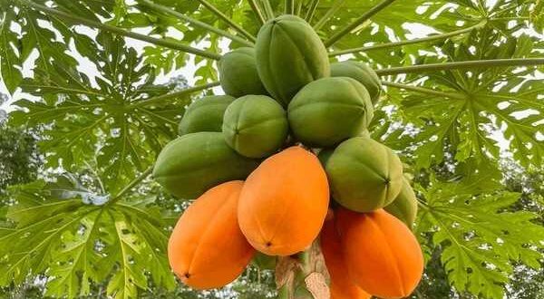 papaya fruit