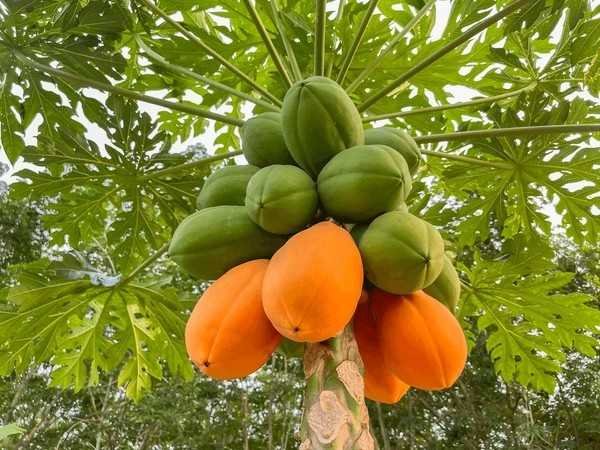 papaya fruit