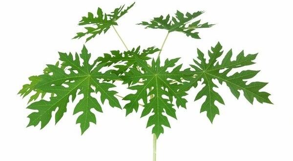 papaya leaves