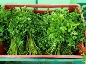parsley