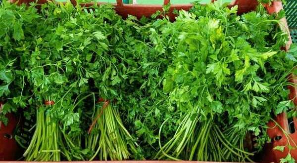 parsley