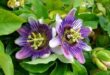 passion flower