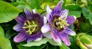 passion flower