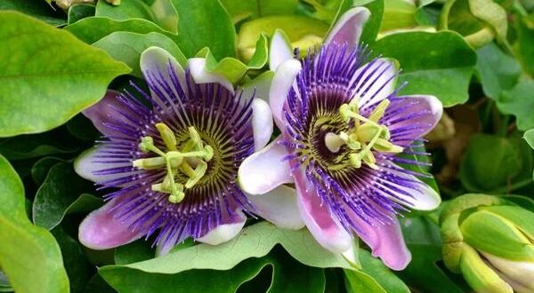 passion flower