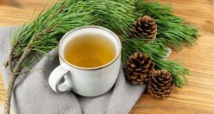 pine needle tea