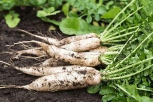 radish