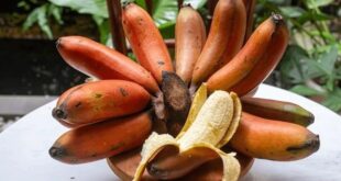 red banana