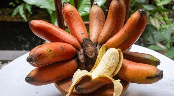 red banana