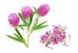 red clover