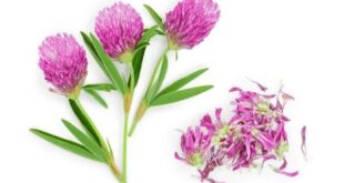 red clover