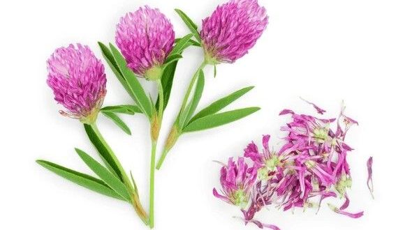 red clover