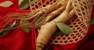 red ginseng