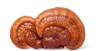 reishi mushroom