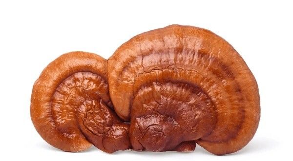 reishi mushroom