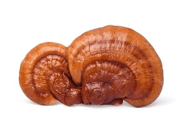 reishi mushroom