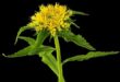 rhodiola